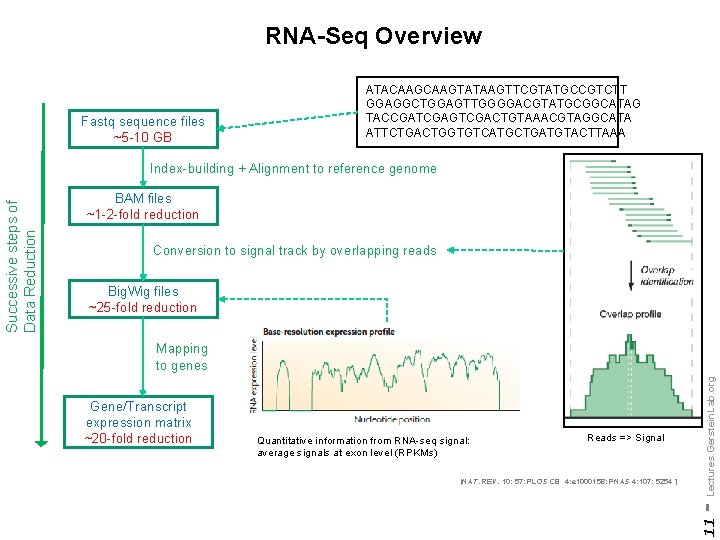 RNA-Seq Overview Fastq sequence files ~5 -10 GB ATACAAGTATAAGTTCGTATGCCGTCTT GGAGGCTGGAGTTGGGGACGTATGCGGCATAG TACCGATCGAGTCGACTGTAAACGTAGGCATA ATTCTGACTGGTGTCATGCTGATGTACTTAAA BAM files