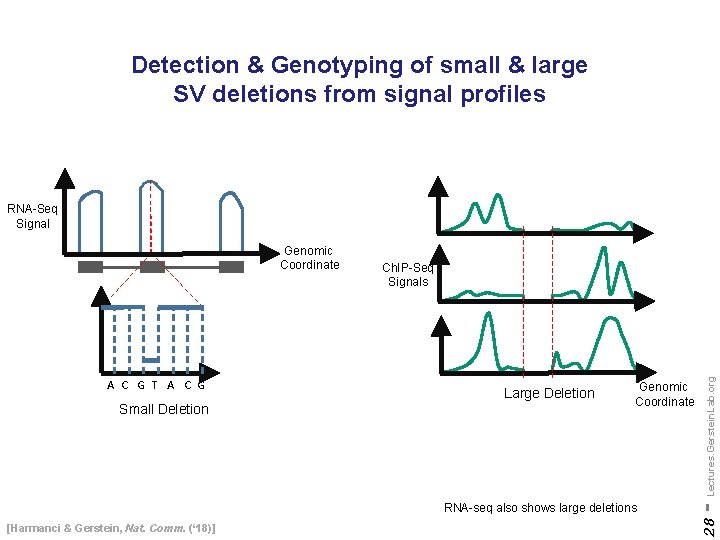 Detection & Genotyping of small & large SV deletions from signal profiles RNA-Seq Signal