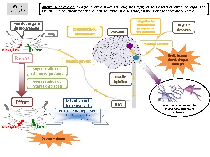 Fiche bilan 4ème Attendu de fin de cycle : Expliquer quelques processus biologiques impliqués