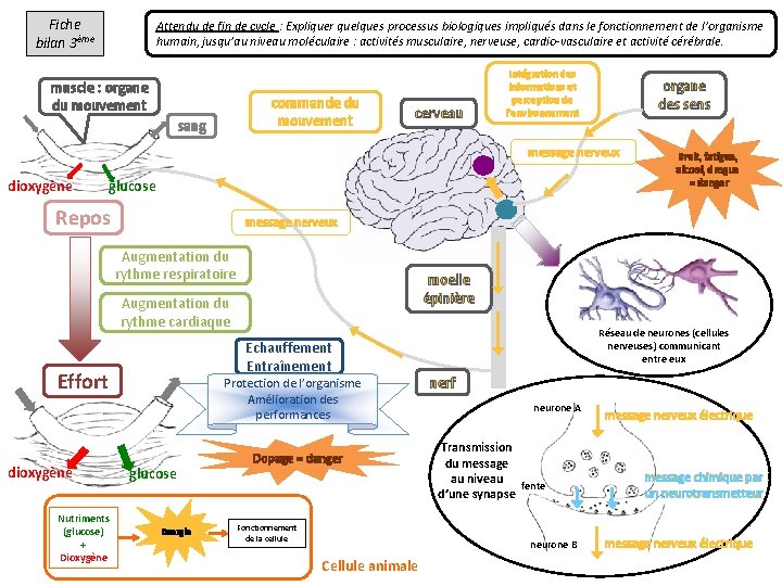Fiche bilan 3ème Attendu de fin de cycle : Expliquer quelques processus biologiques impliqués
