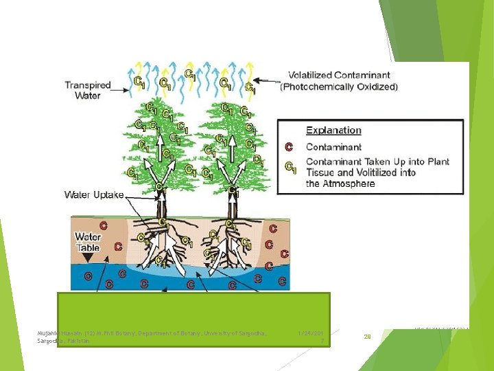 Mujahid Hussain (12) M. Phil Botany, Department of Botany, Unversity of Sargodha, Pakistan 1/24/201