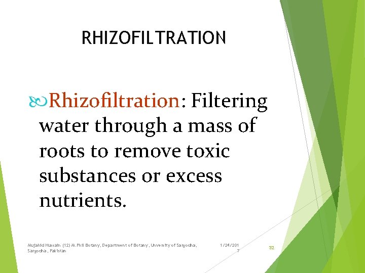 RHIZOFILTRATION Rhizofiltration: Filtering water through a mass of roots to remove toxic substances or