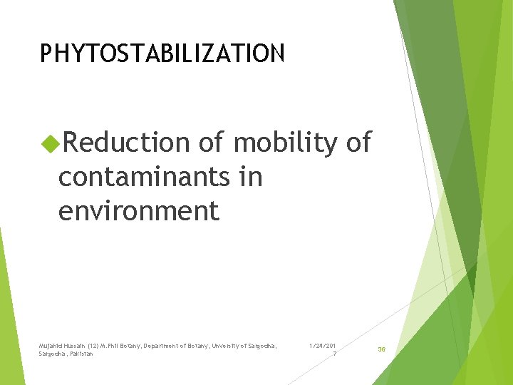 PHYTOSTABILIZATION Reduction of mobility of contaminants in environment Mujahid Hussain (12) M. Phil Botany,