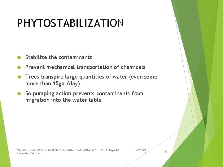 PHYTOSTABILIZATION Stabilize the contaminants Prevent mechanical transportation of chemicals Trees transpire large quantities of