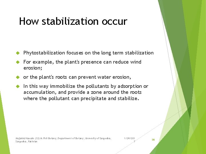 How stabilization occur Phytostabilization focuses on the long term stabilization For example, the plant's