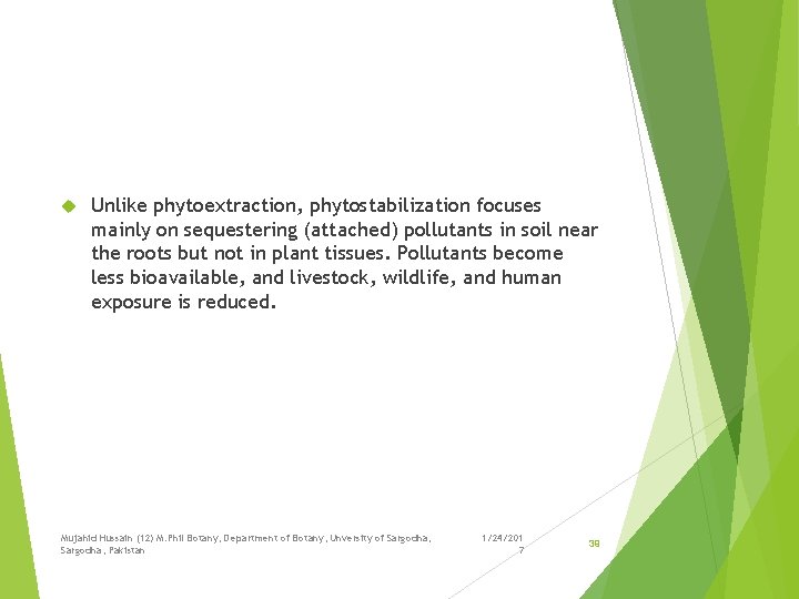  Unlike phytoextraction, phytostabilization focuses mainly on sequestering (attached) pollutants in soil near the