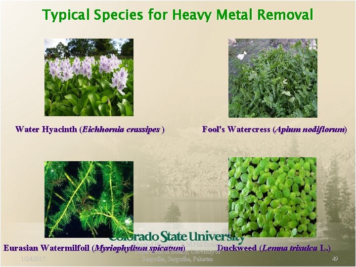 Typical Species for Heavy Metal Removal Water Hyacinth (Eichhornia crassipes ) Fool's Watercress (Apium