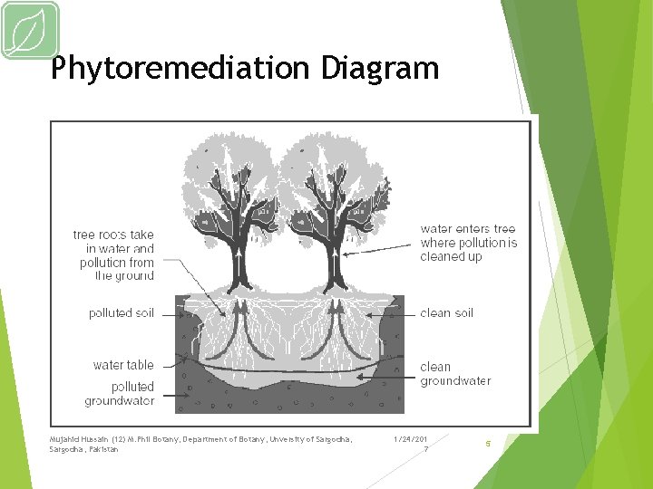 Phytoremediation Diagram Mujahid Hussain (12) M. Phil Botany, Department of Botany, Unversity of Sargodha,
