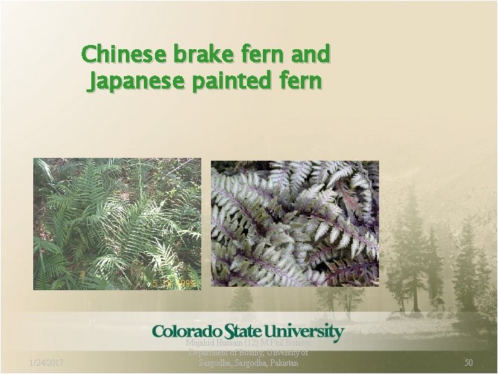 Chinese brake fern and Japanese painted fern 1/24/2017 Mujahid Hussain (12) M. Phil Botany,