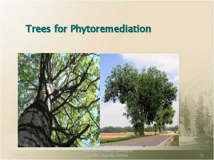Trees for Phytoremediation 1/24/2017 Mujahid Hussain (12) M. Phil Botany, Department of Botany, Unversity