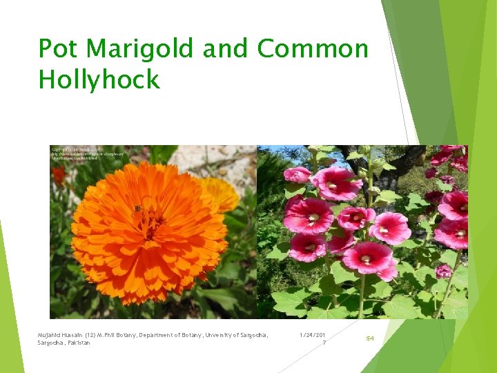 Pot Marigold and Common Hollyhock Mujahid Hussain (12) M. Phil Botany, Department of Botany,