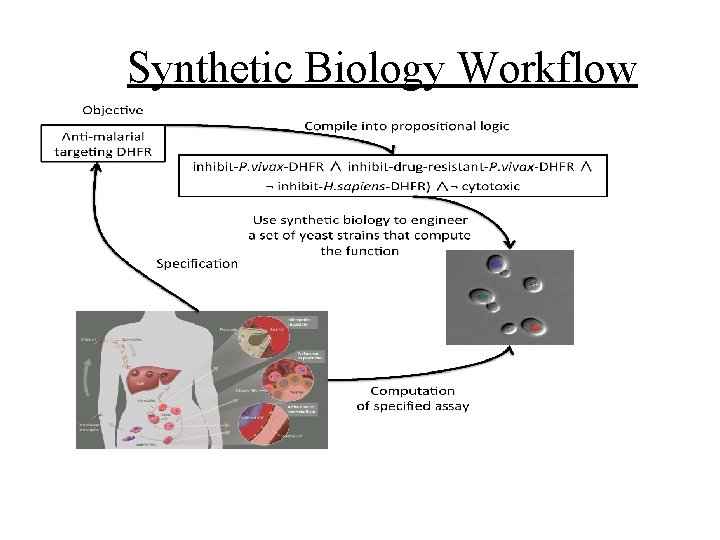 Synthetic Biology Workflow 