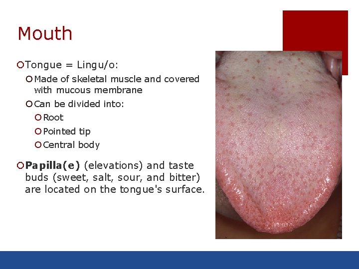 Mouth ¡Tongue = Lingu/o: ¡ Made of skeletal muscle and covered with mucous membrane