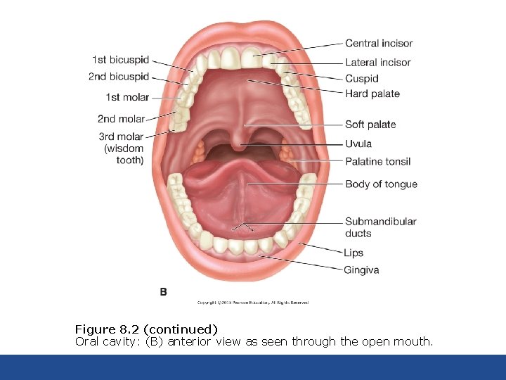 Figure 8. 2 (continued) Oral cavity: (B) anterior view as seen through the open