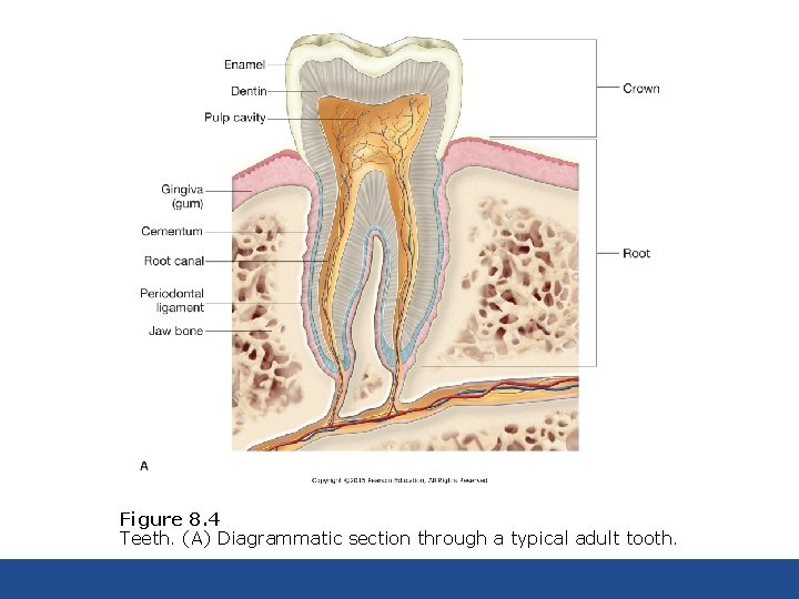 Figure 8. 4 Teeth. (A) Diagrammatic section through a typical adult tooth. 