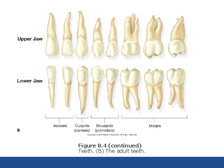 Figure 8. 4 (continued) Teeth. (B) The adult teeth. 