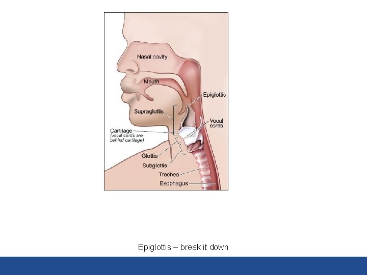 Epiglottis – break it down 