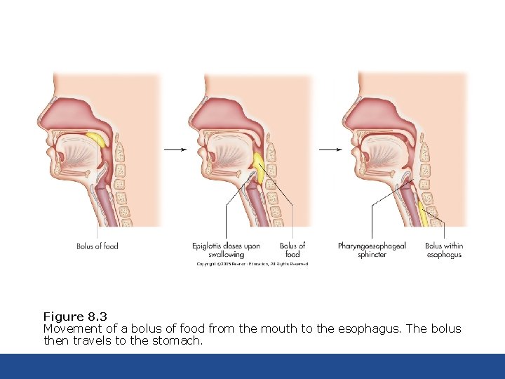 Figure 8. 3 Movement of a bolus of food from the mouth to the