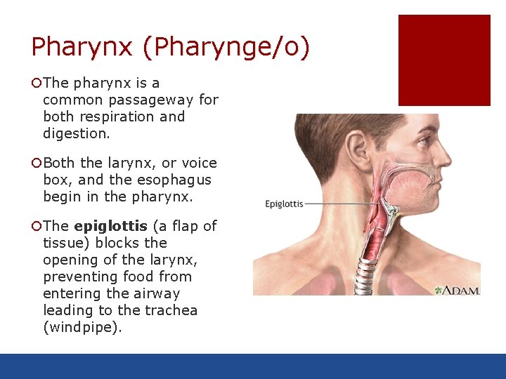 Pharynx (Pharynge/o) ¡The pharynx is a common passageway for both respiration and digestion. ¡Both