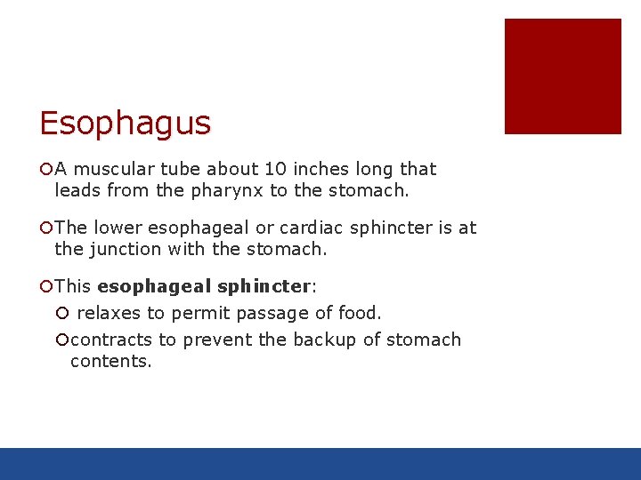 Esophagus ¡A muscular tube about 10 inches long that leads from the pharynx to