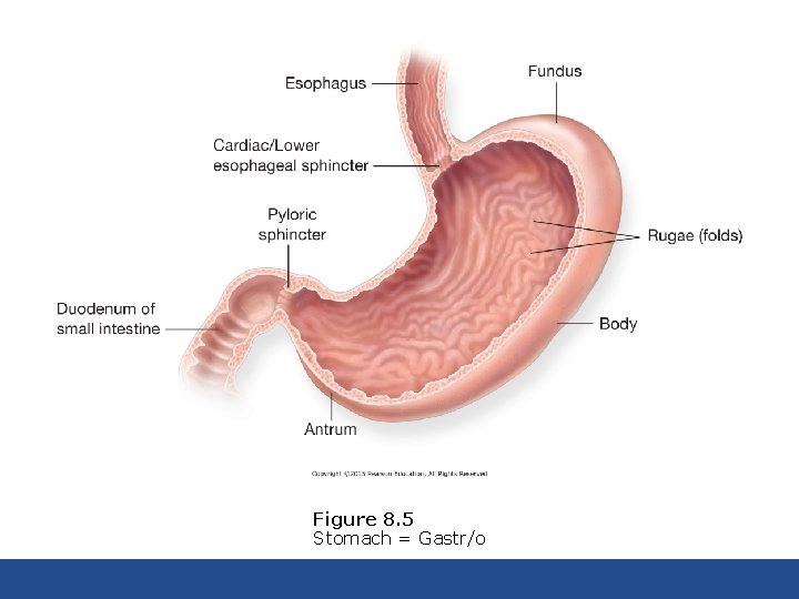 Figure 8. 5 Stomach = Gastr/o 