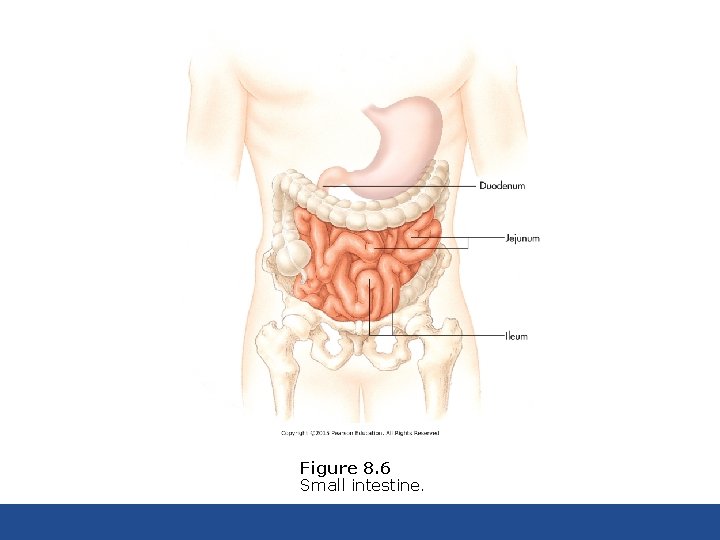 Figure 8. 6 Small intestine. 