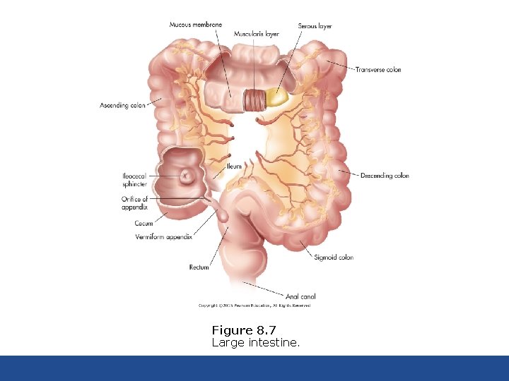 Figure 8. 7 Large intestine. 