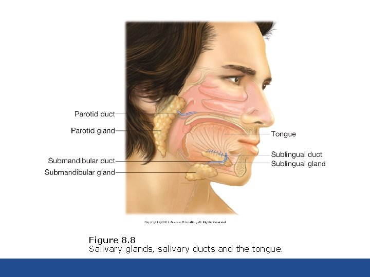 Figure 8. 8 Salivary glands, salivary ducts and the tongue. 