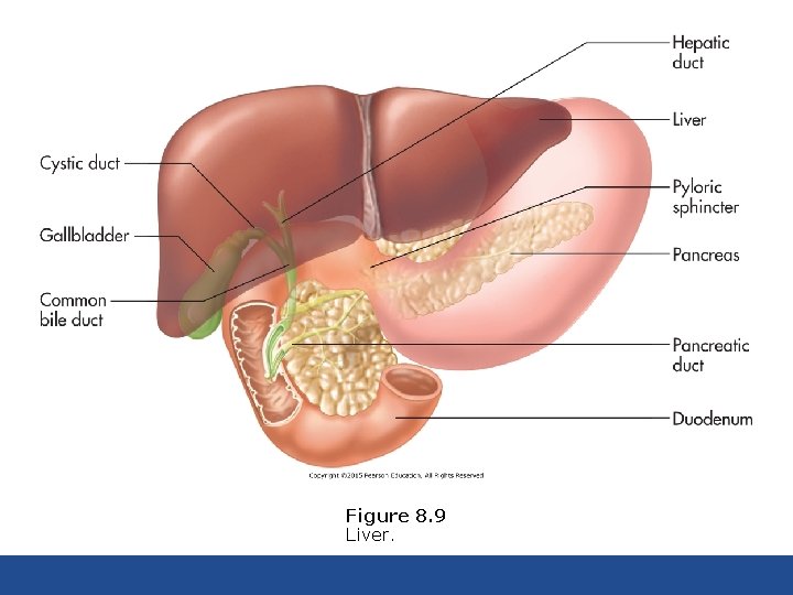 Figure 8. 9 Liver. 