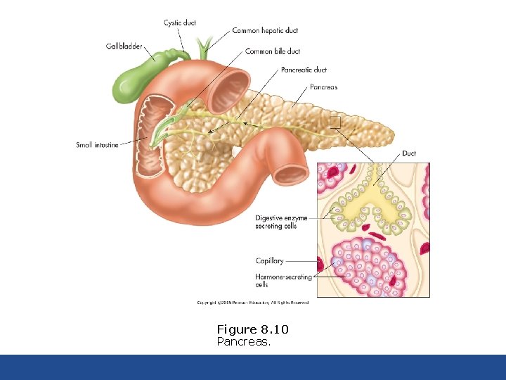 Figure 8. 10 Pancreas. 