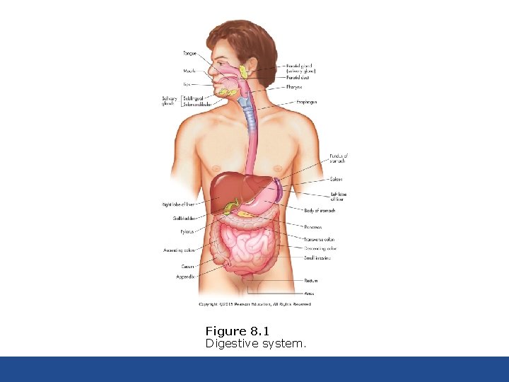 Figure 8. 1 Digestive system. 