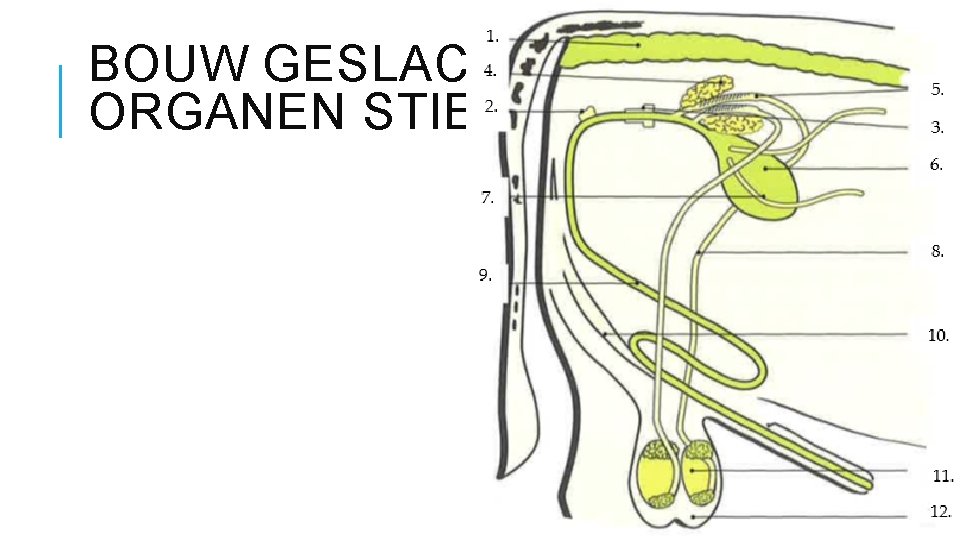 BOUW GESLACHTSORGANEN STIER 