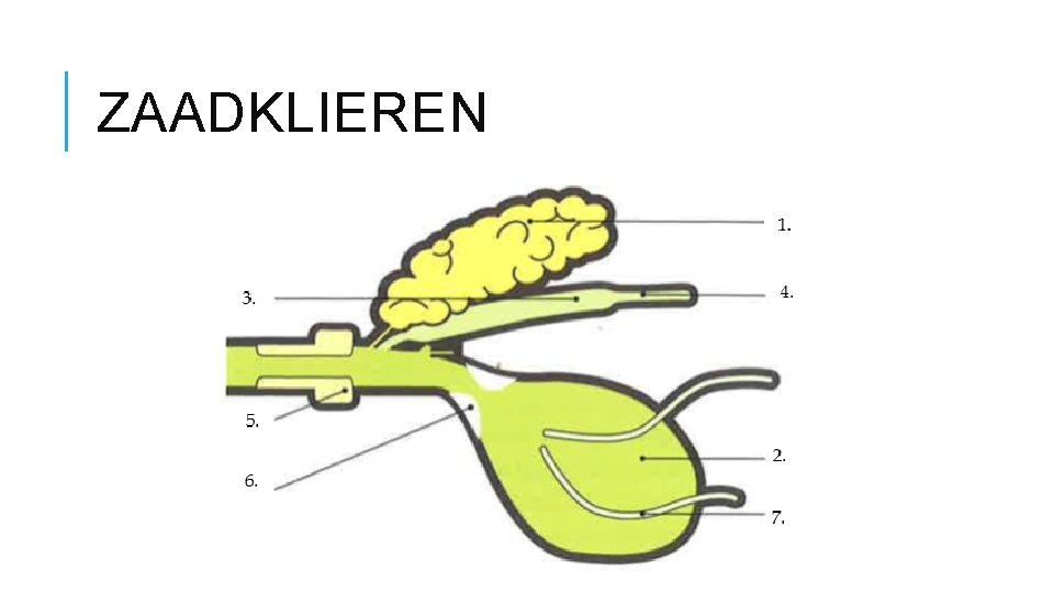 ZAADKLIEREN 