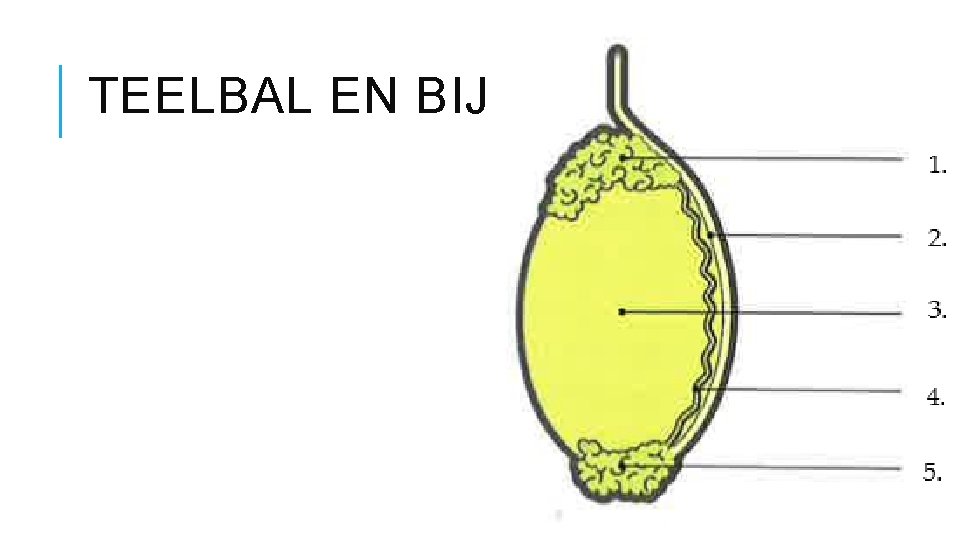 TEELBAL EN BIJBAL 