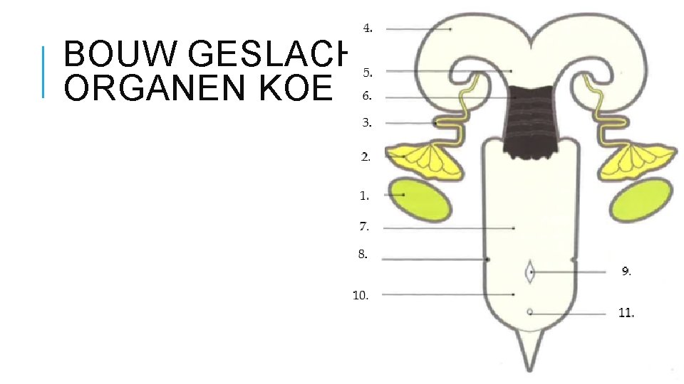 BOUW GESLACHTSORGANEN KOE 