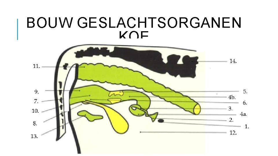 BOUW GESLACHTSORGANEN KOE 