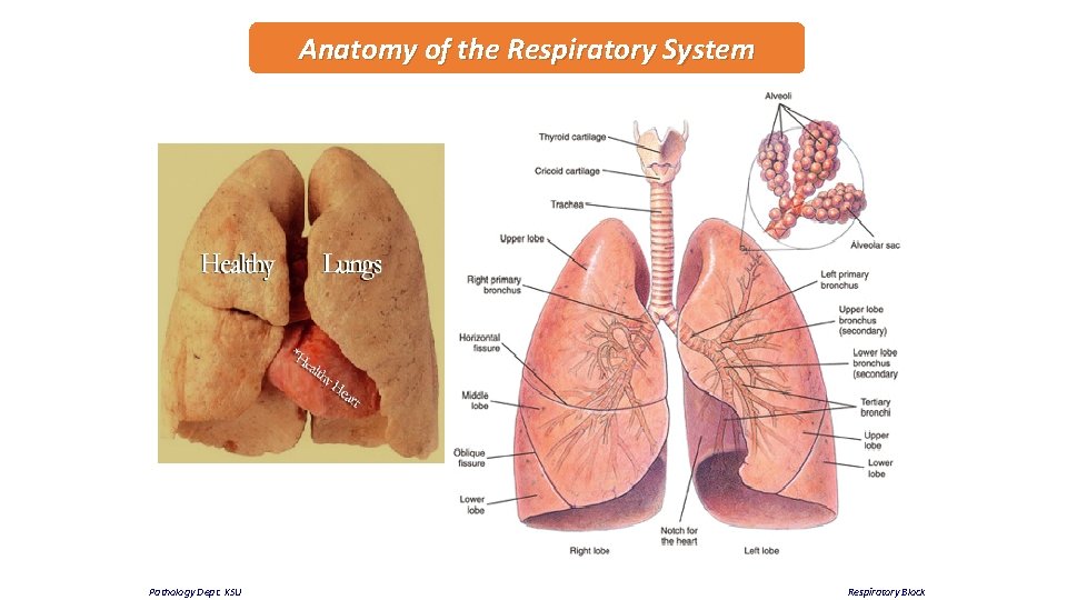 Anatomy of the Respiratory System Pathology Dept. KSU Respiratory Block 