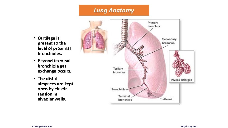 Lung Anatomy • Cartilage is present to the level of proximal bronchioles. • Beyond