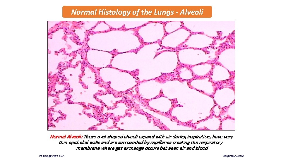 Normal Histology of the Lungs - Alveoli Normal Alveoli: These oval-shaped alveoli expand with