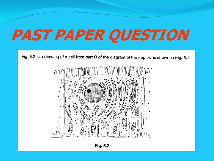 PAST PAPER QUESTION PAST PAPER QUESTION
