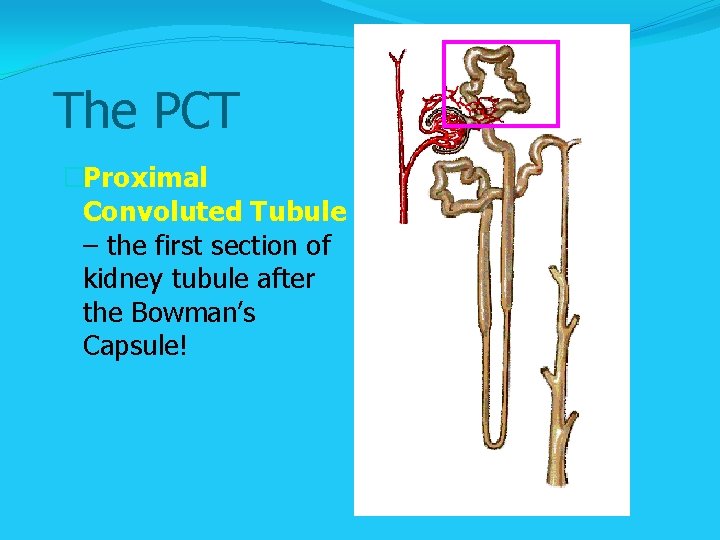 The PCT �Proximal Convoluted Tubule – the first section of kidney tubule after the The PCT �Proximal Convoluted Tubule – the first section of kidney tubule after the