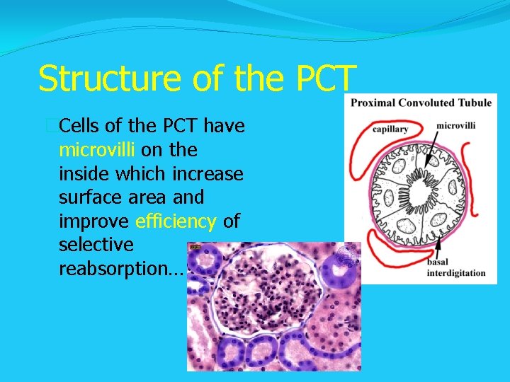 Structure of the PCT �Cells of the PCT have microvilli on the inside which Structure of the PCT �Cells of the PCT have microvilli on the inside which