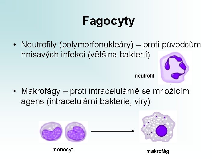 Fagocyty • Neutrofily (polymorfonukleáry) – proti původcům hnisavých infekcí (většina bakterií) neutrofil • Makrofágy