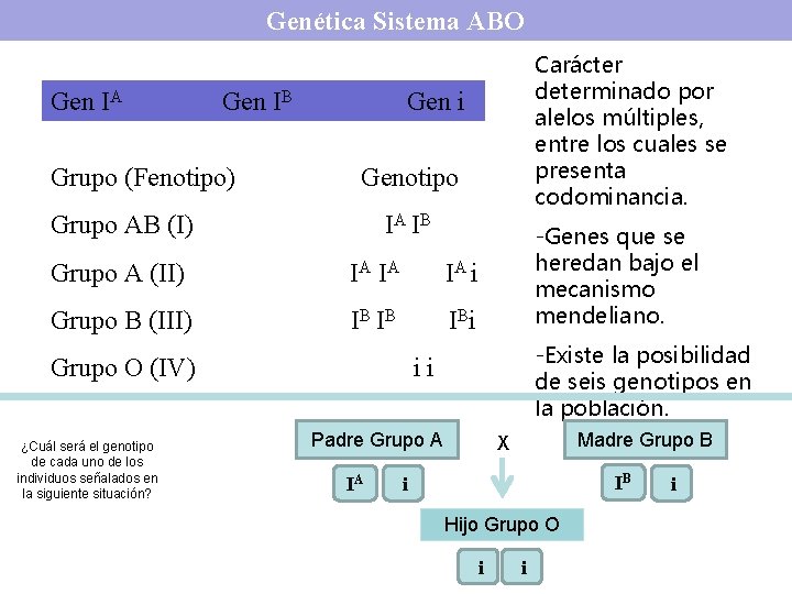 Genética Sistema ABO Gen IA Gen IB Grupo (Fenotipo) Carácter determinado por alelos múltiples,