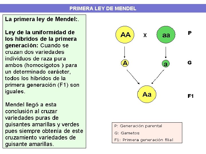 PRIMERA LEY DE MENDEL 