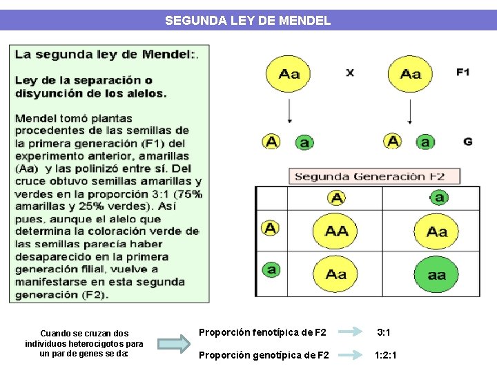 SEGUNDA LEY DE MENDEL Cuando se cruzan dos individuos heterocigotos para un par de