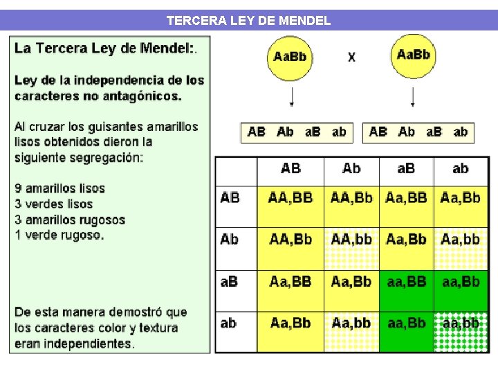 TERCERA LEY DE MENDEL 