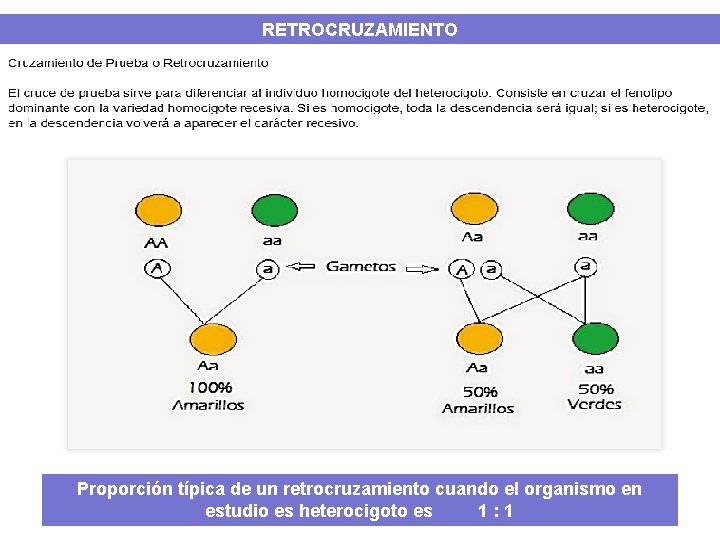 RETROCRUZAMIENTO Proporción típica de un retrocruzamiento cuando el organismo en estudio es heterocigoto es