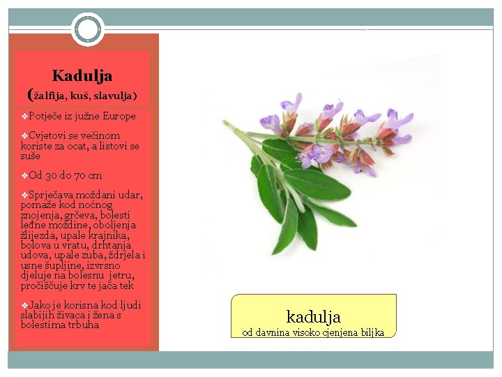Kadulja (žalfija, kuš, slavulja) v. Potječe iz južne Europe v. Cvjetovi se večinom koriste
