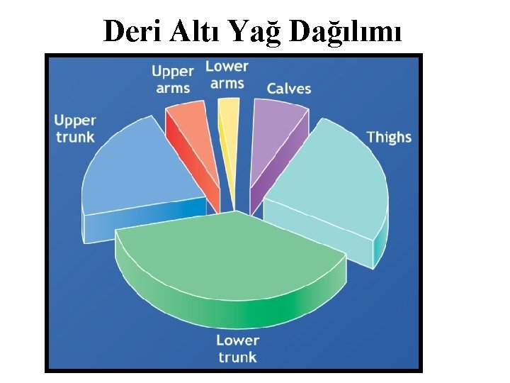 Deri Altı Yağ Dağılımı 